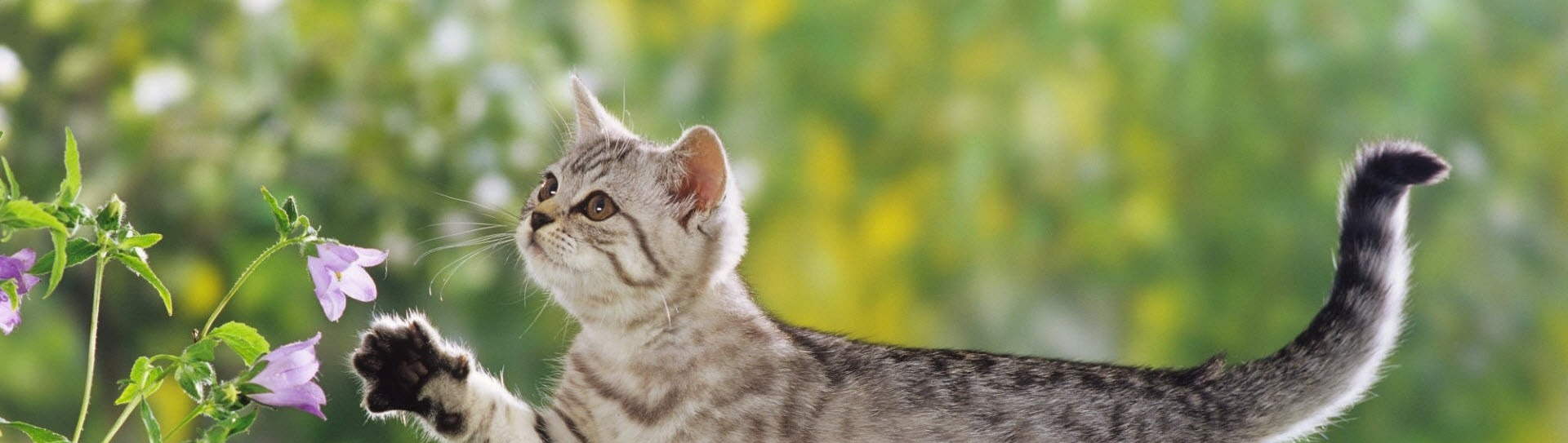 Cat2
