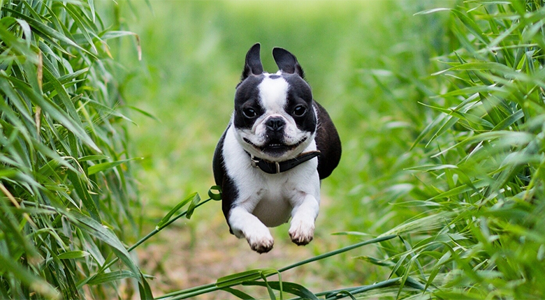 Small Dog Running