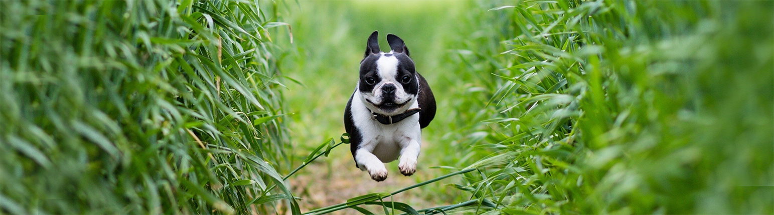 Small Dog Running