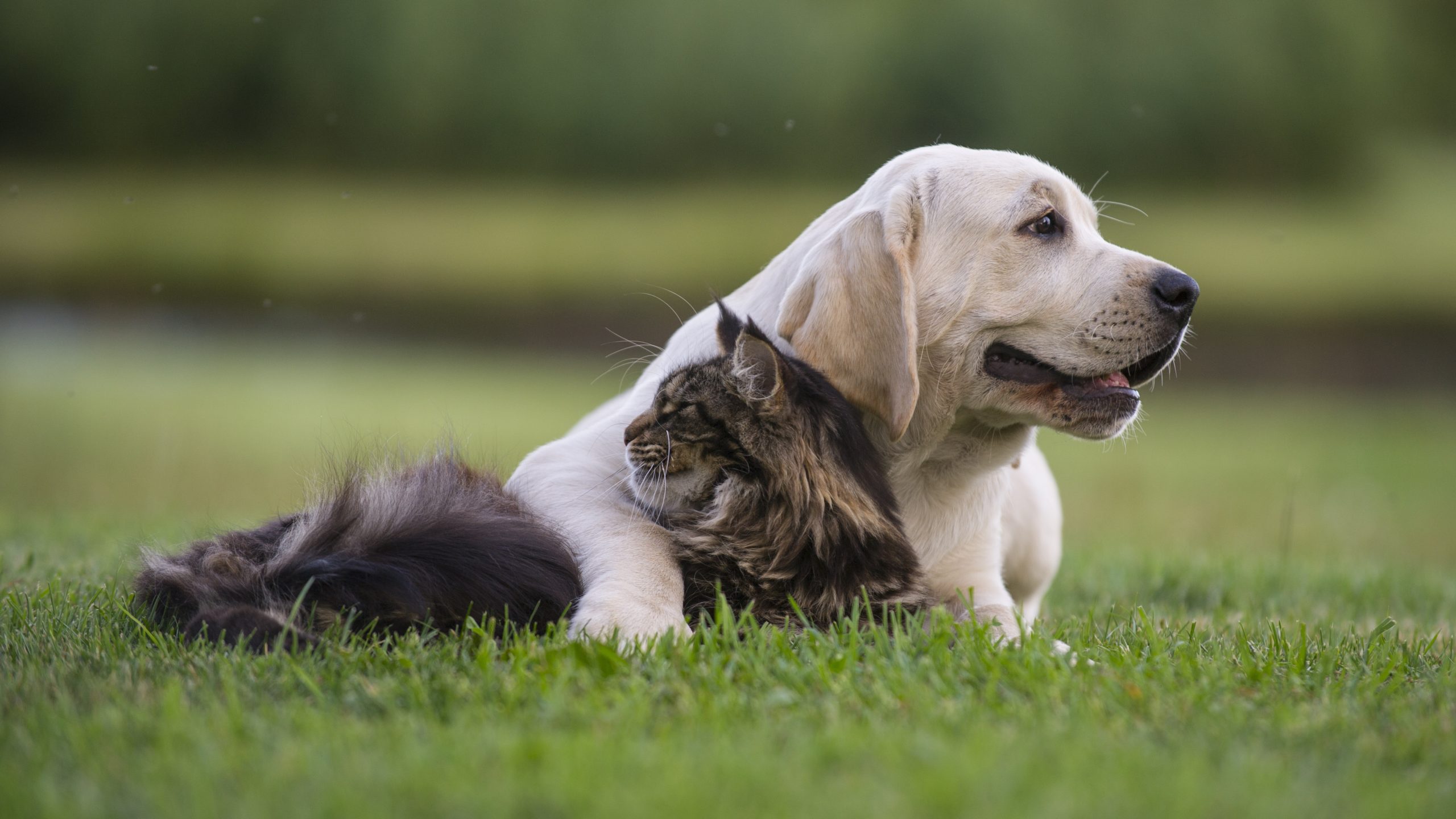 Joint Health In Cats & Dogs