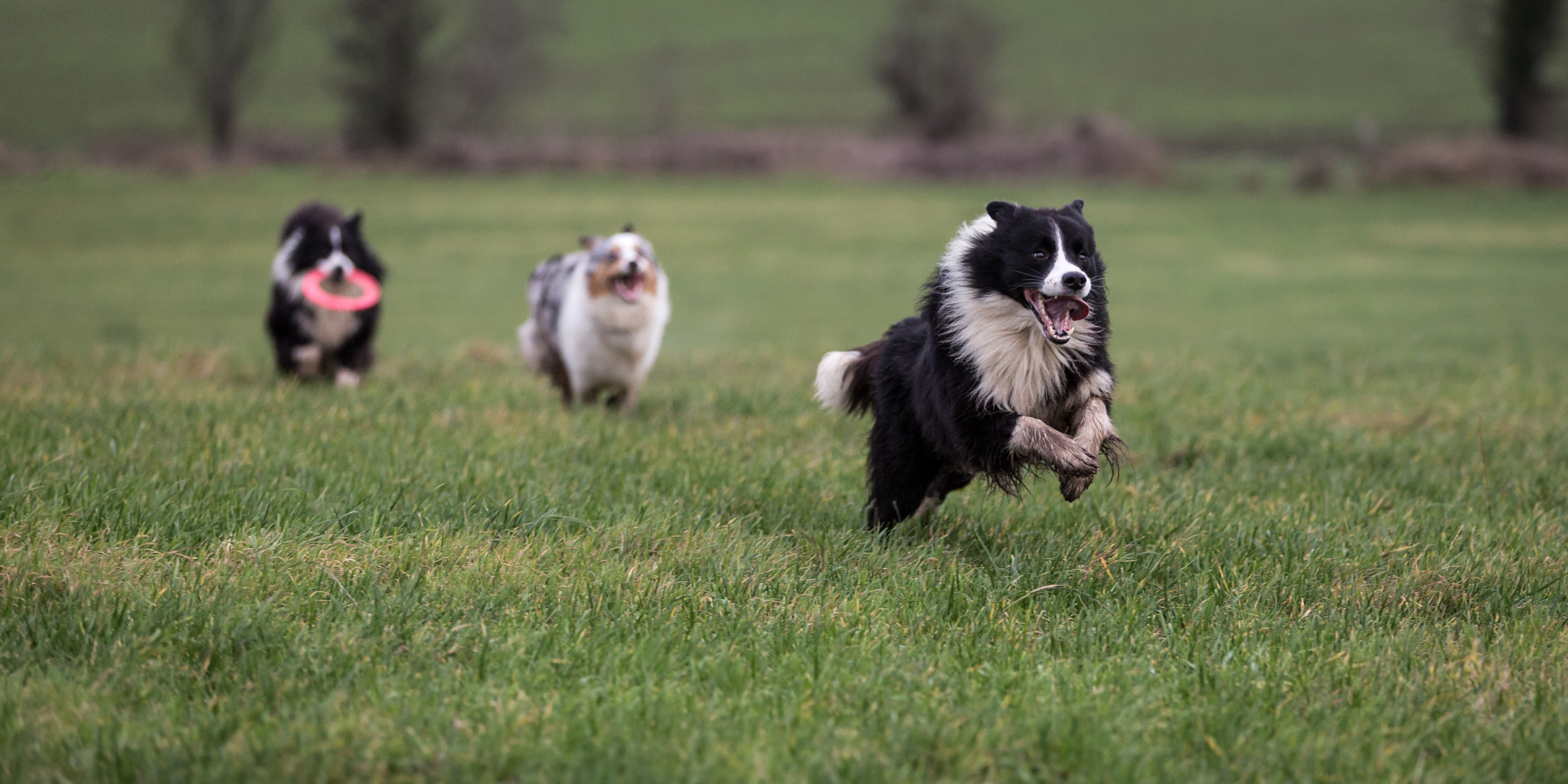 Best Supplement For Dog Immune System Best Supplement For Dog Immune System