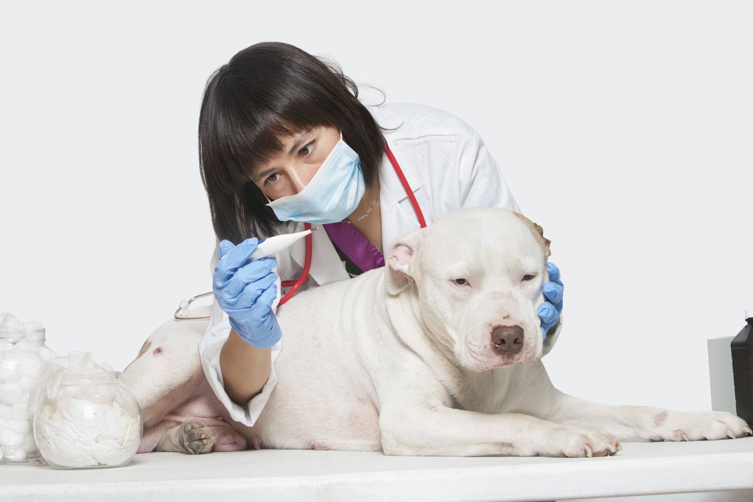 What Do Heartworms Look Like