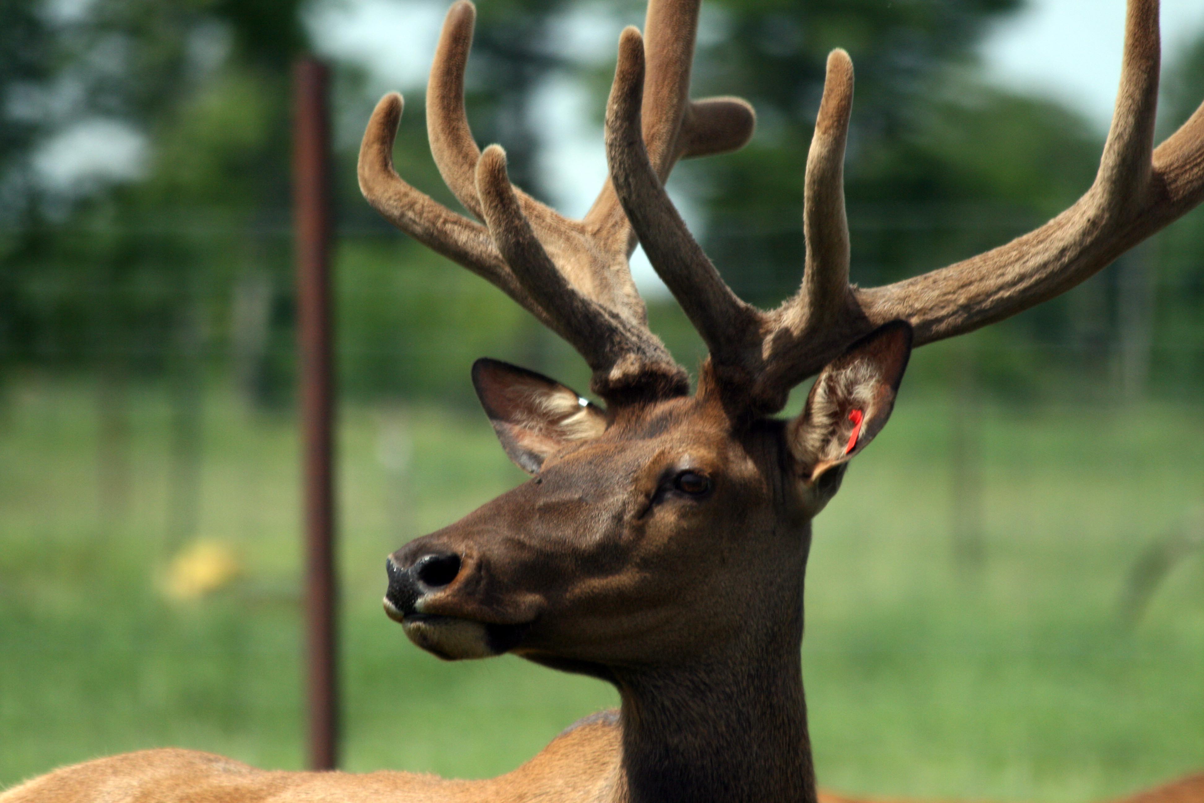 Exploring the History of Elk Velvet Antler - Wapiti Labs Inc