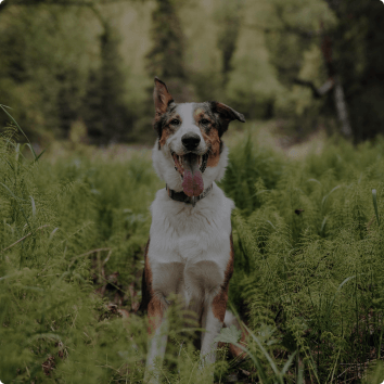 Dog in the grass