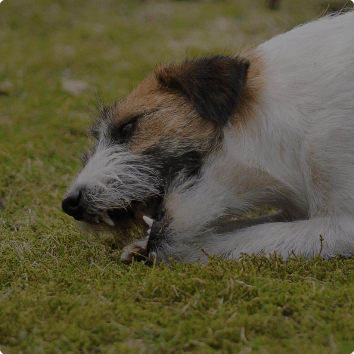 Elk Antler Chews