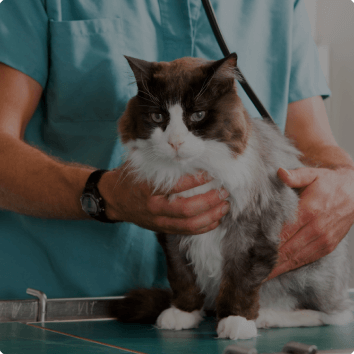 Veterinarians