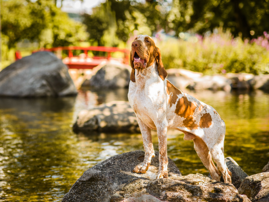 Big Dog Sitting On Rocks