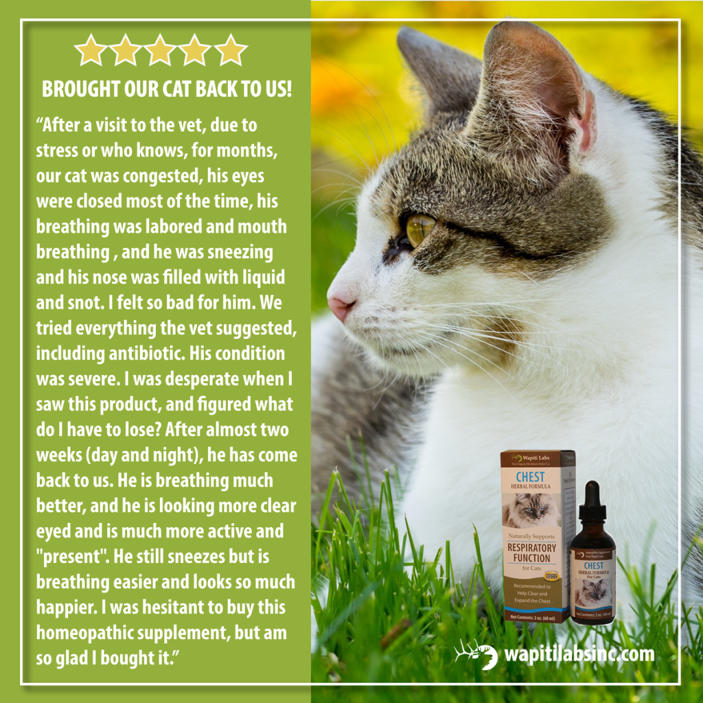 Five star review: Brought our cat back to us! After a visit to the vet, due to stress or who knows, for months, our cat was congested, his eyes were closed most of the time, his breathing was labored and mouth breathing, and he was sneezing and his nose was filled with liquid and snot. I felt so bad for him. We tried everything the vet suggested, including an antibiotic. His condition was severe. I was desperate when I saw this product, and figured what do I have to lose? After almost two weeks (day and night), he has come back to us. He is breathing much better, and he is looking more clear eyed and is much more active and present. He still sneezes but is breathing easier and look so much happier. I was hesitant to buy this homeopathic supplement, but am so glad I bought it.