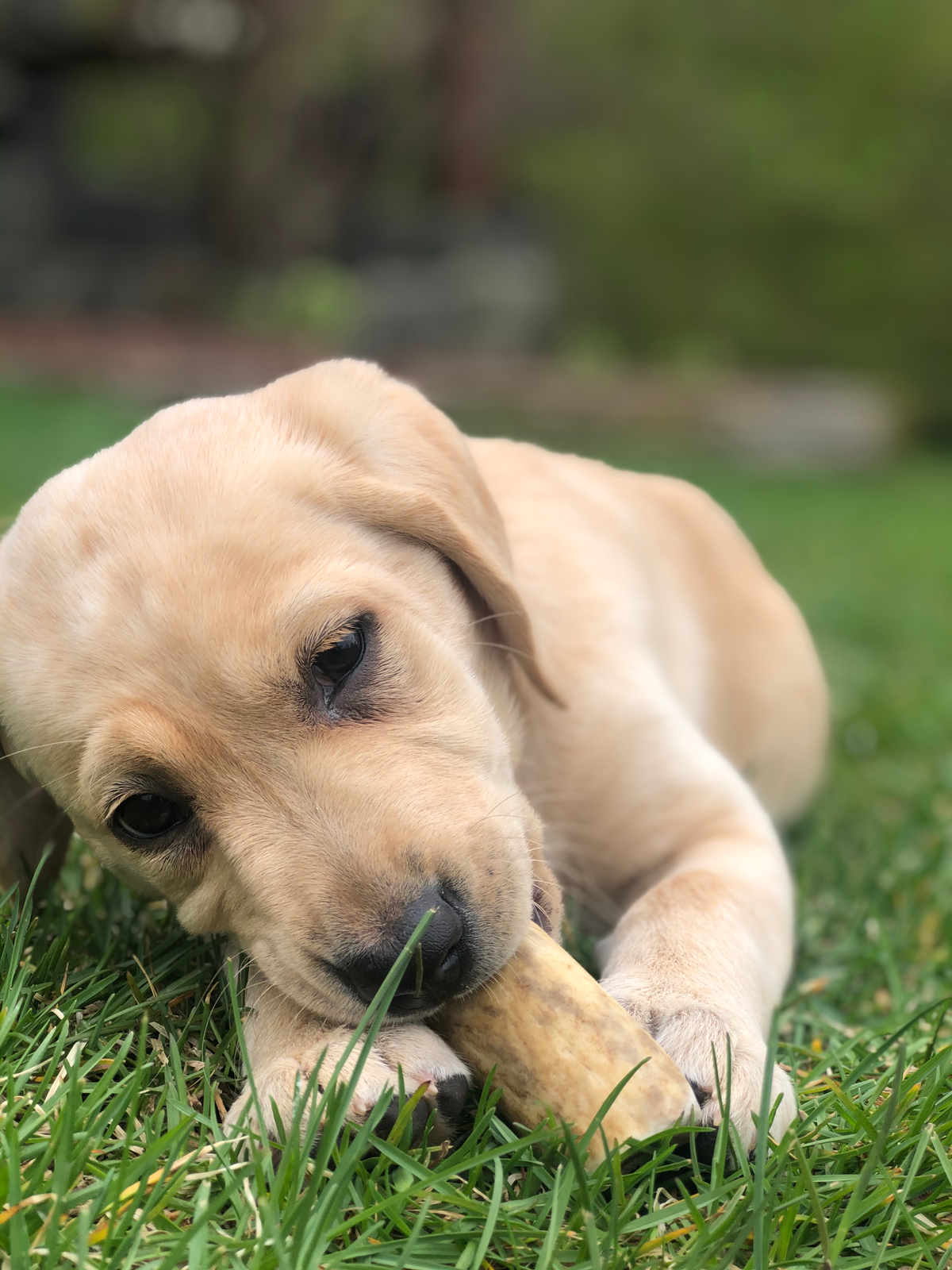 Dog Eating Elk Bone
