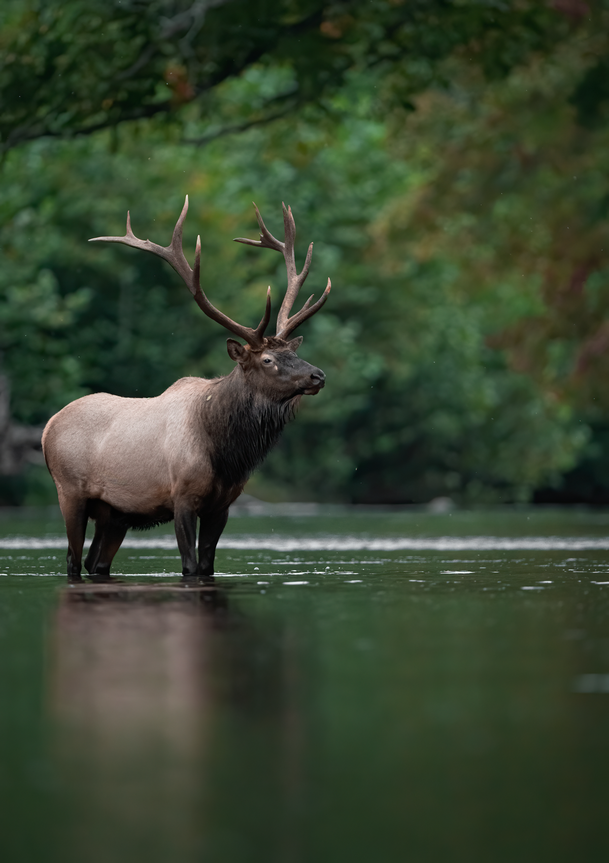 Elk Standing In A Pond