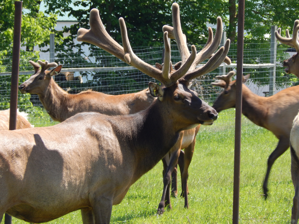 Elk With Large Antlers