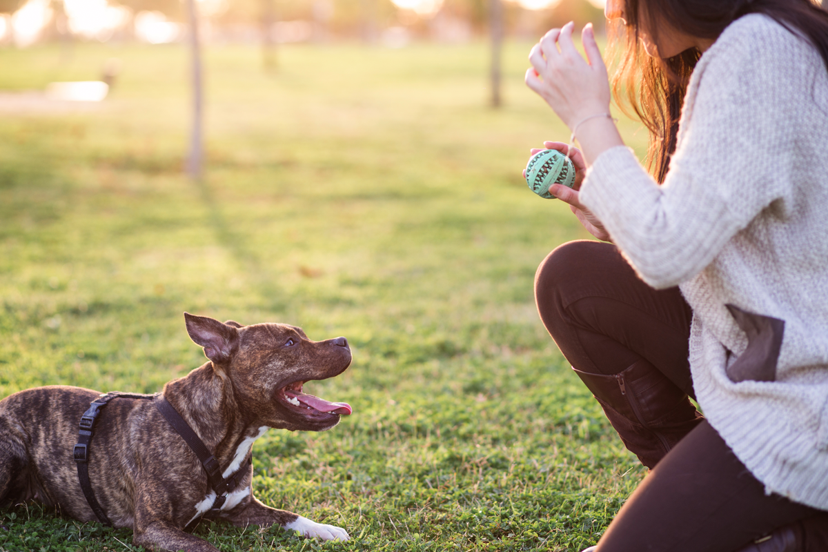Girl And Her Dog Outside Playing Fetch