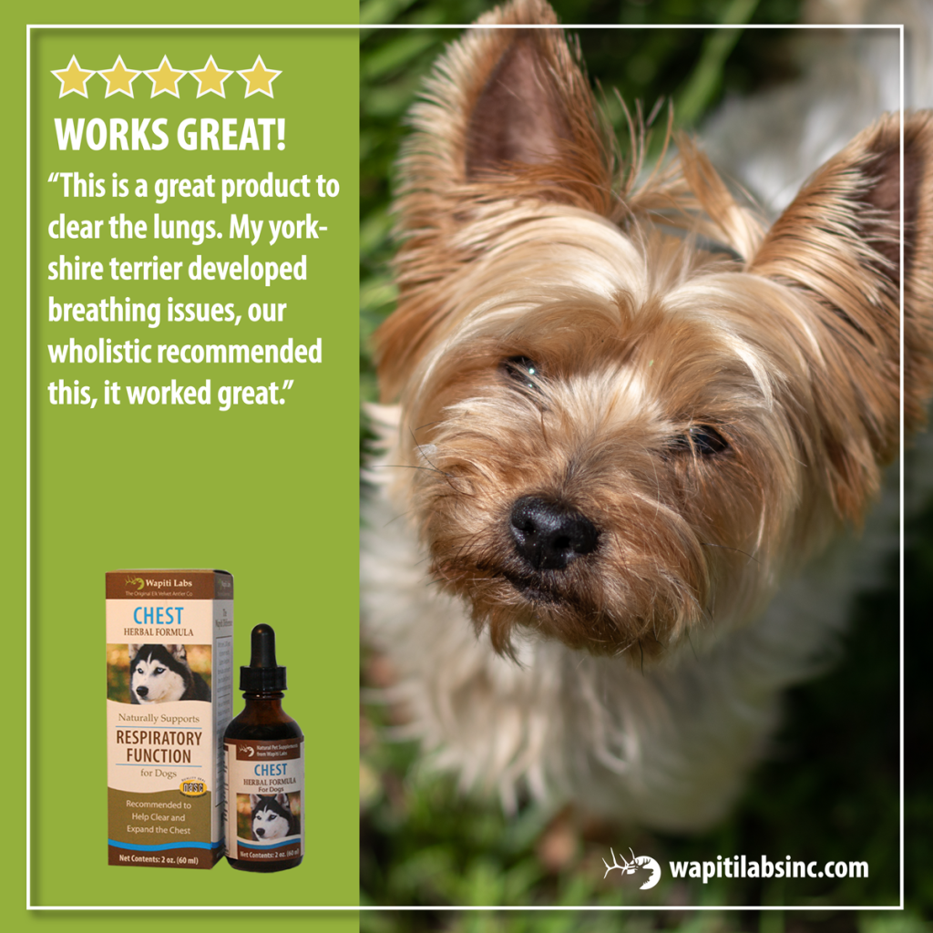 5 star review: Works great! This is a great product to clear the lungs. My Yorkshire Terrier developed breathing issues, our wholistic recommended this, it worked great.