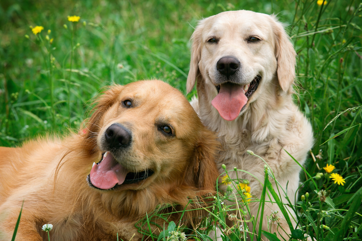 Two Golden Retreivers Laying In The Tall Grass