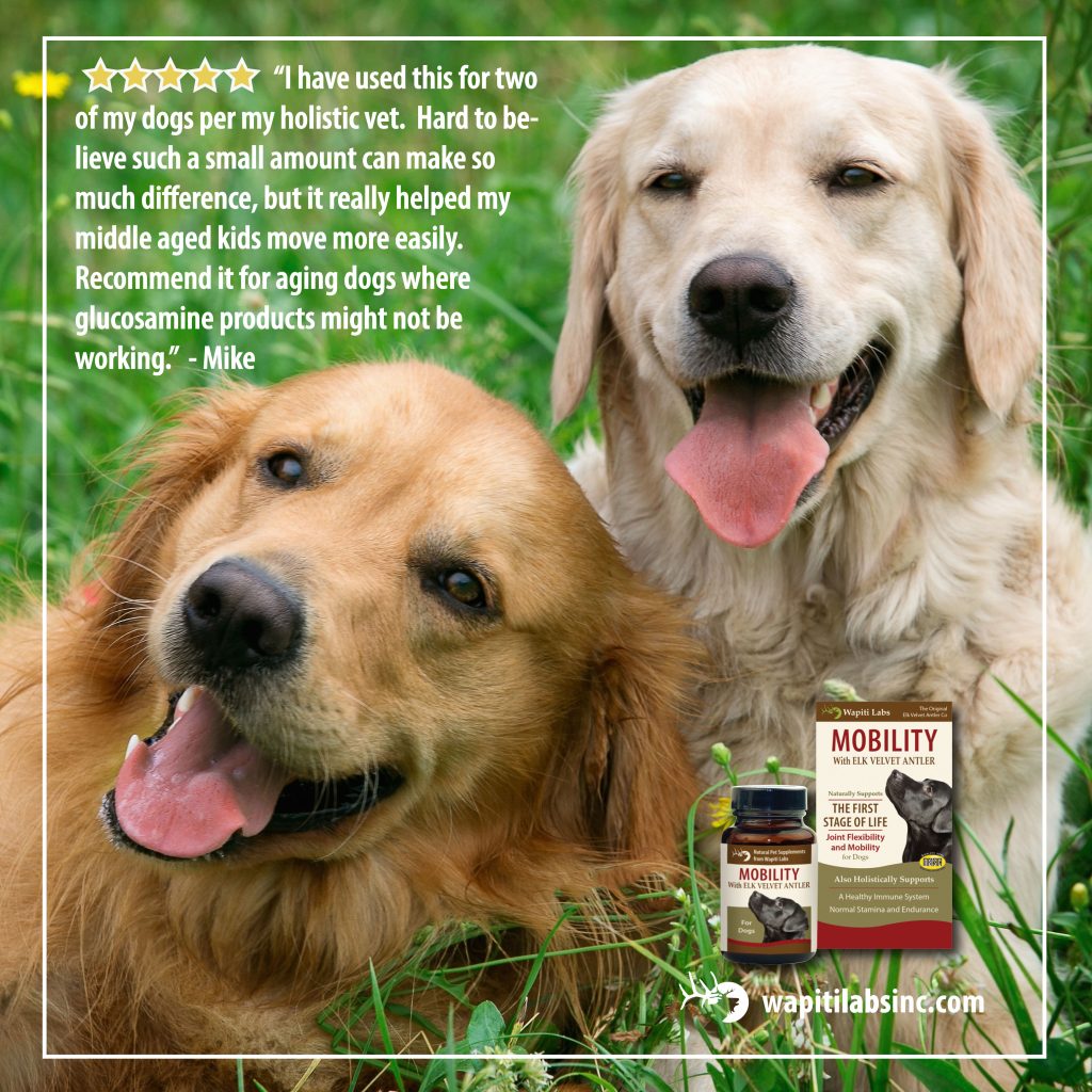"I have used this for two of my dogs per my holistic vet. Hard to believe such a small amount can make so much difference, but it really helped my middle aged kids move more easily. Recommend it for aging dogs where glucosamine products might not be working." -Mike