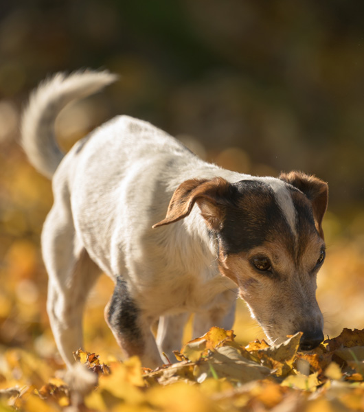 Terrier In The Fallen Autumn Leafs