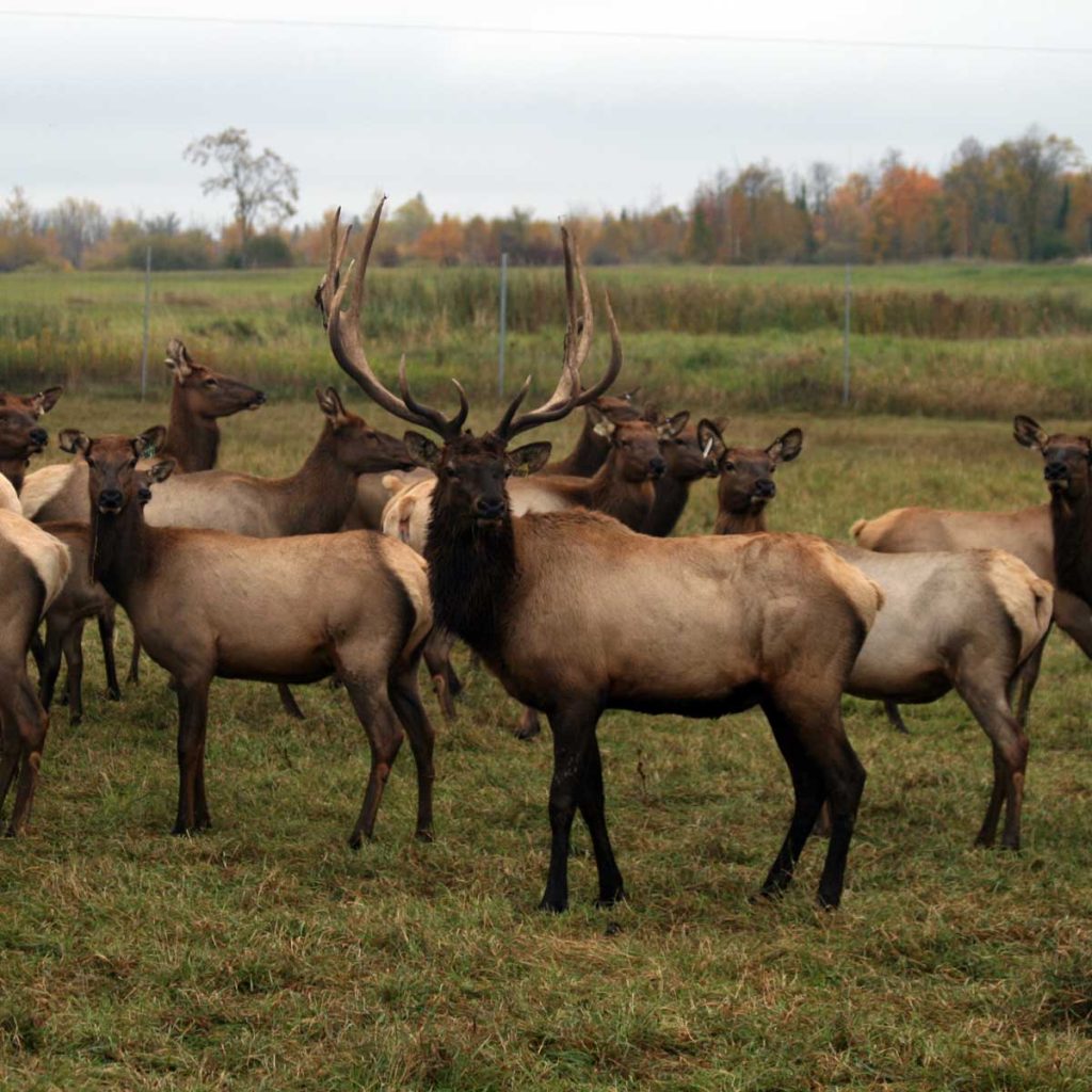 Wapiti Herd 1