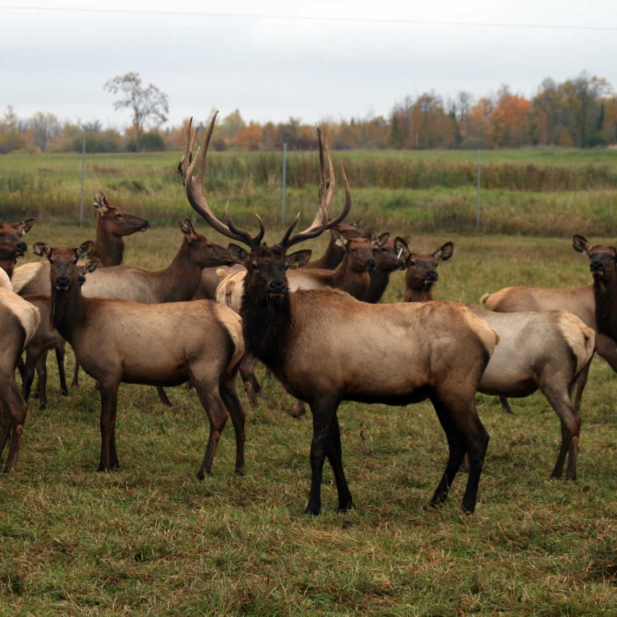 Wapiti Herd 1