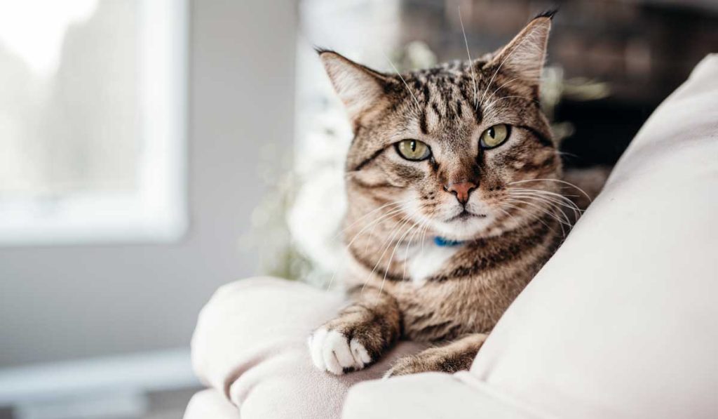 Beautiful Cat Sitting On The Couch