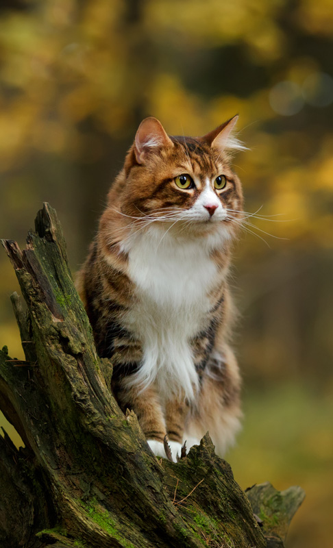 Cat Outside