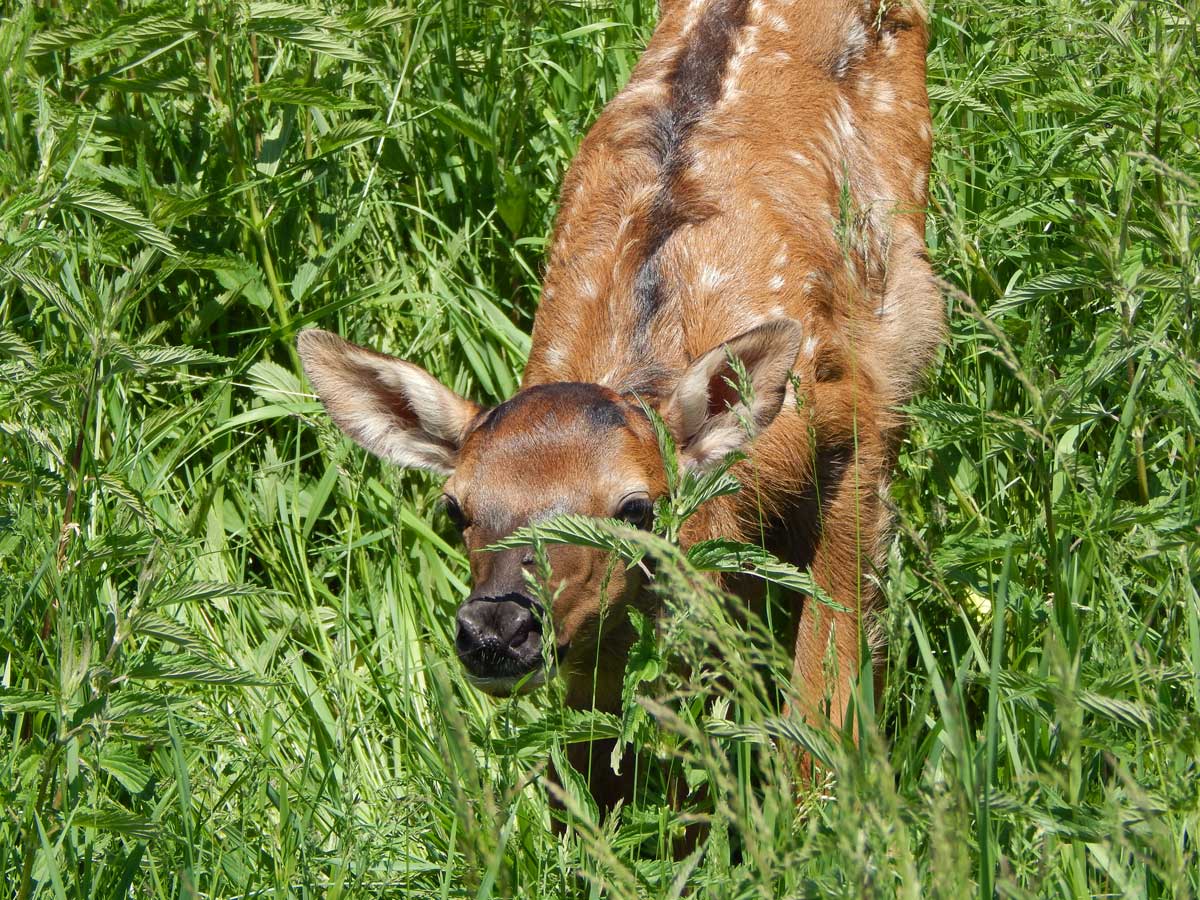 Elk Calf In The Grass