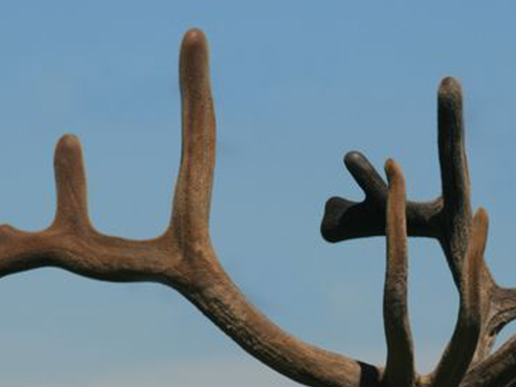 Elk Velvet Antler 1