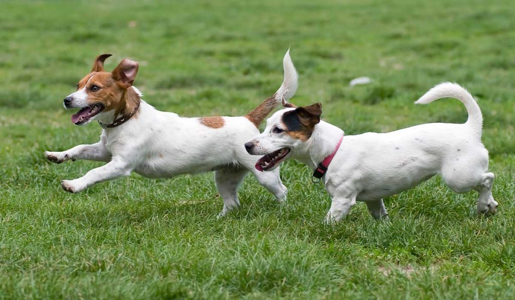 Happy Dogs Running In The Grass