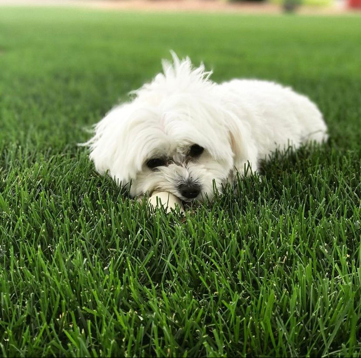 Maltese Chewing On Bone In Grass