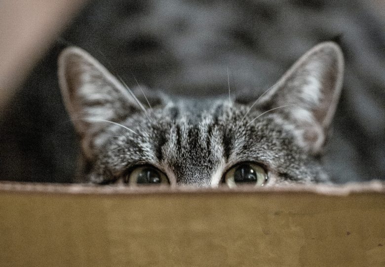 Peeping Gray Cat 3389528