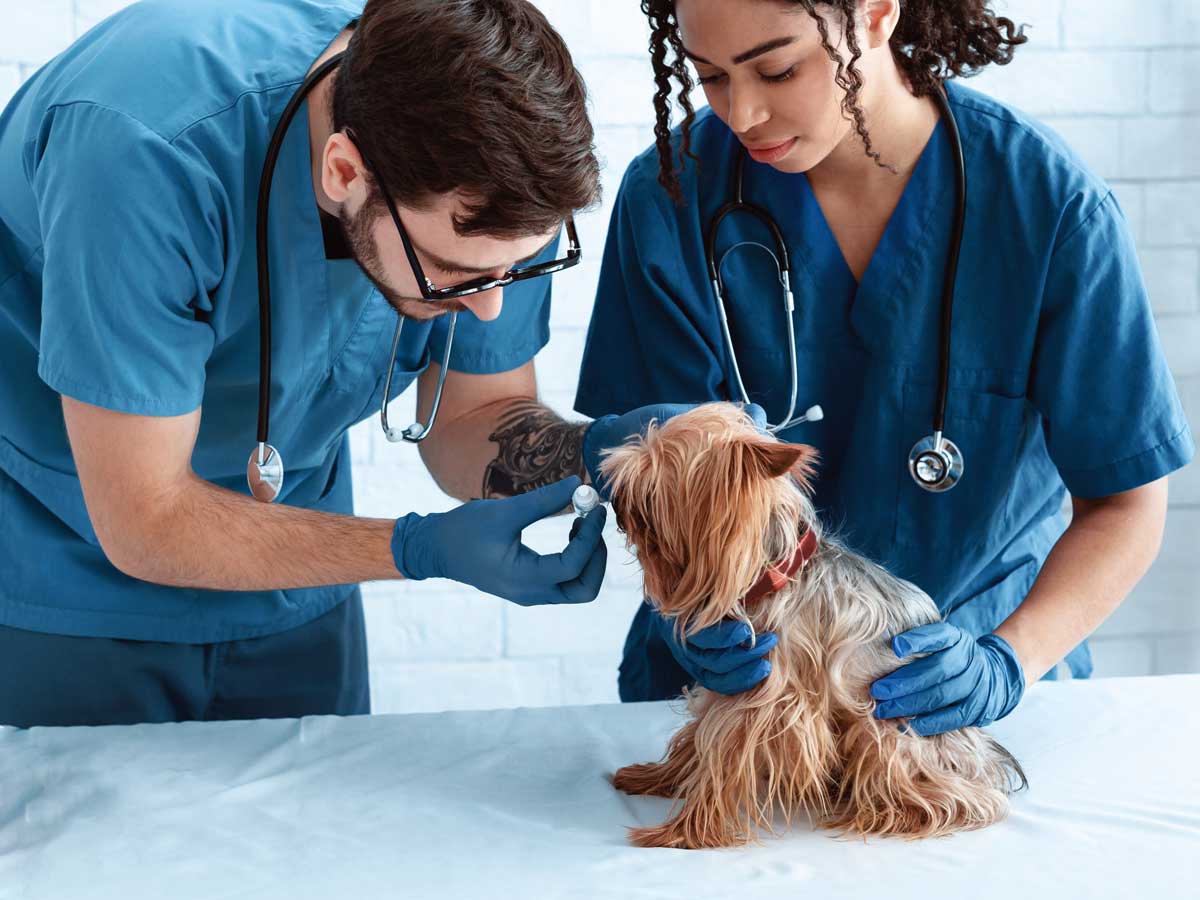 Veterinarians Give Supplements To Dog