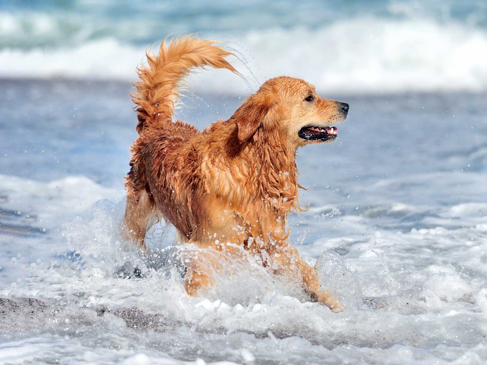 Young Golden Retriever Playing In The Ocean