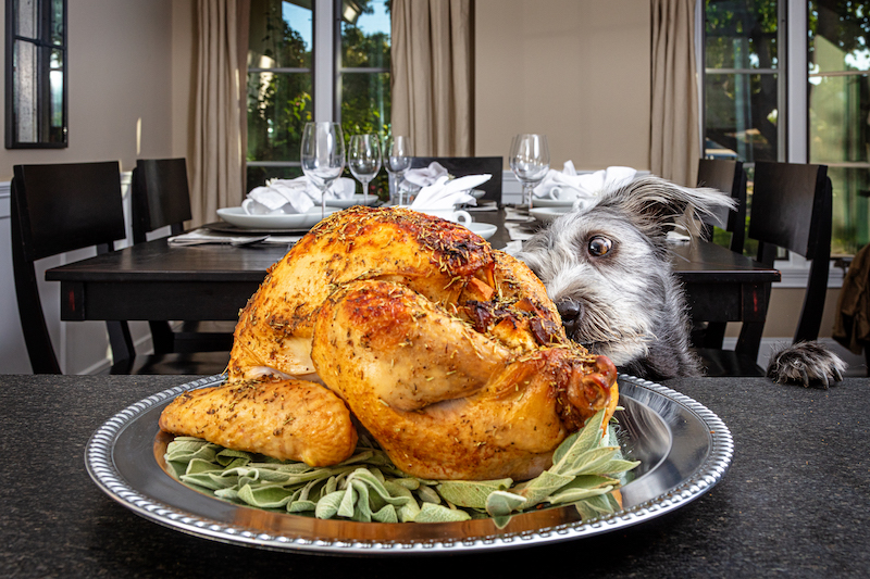 Dog Stealing Thanksgiving Turkey